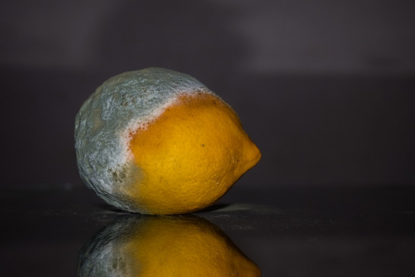 A lemon half covered in mould.