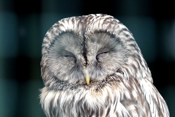 SLEEPY OWL