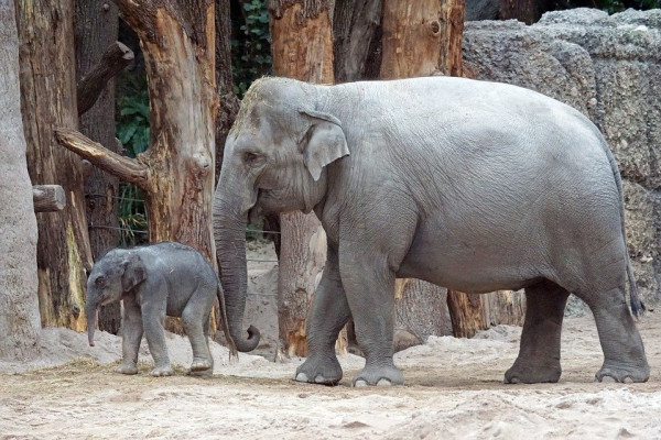 An adult asian elephant and its calf