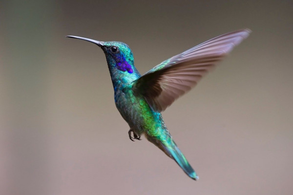 A hummingbird in flight.