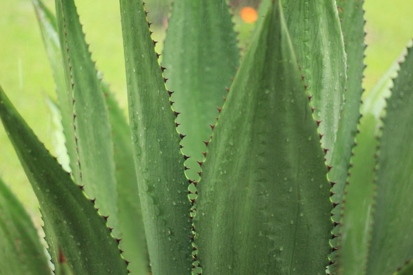 agave leaves