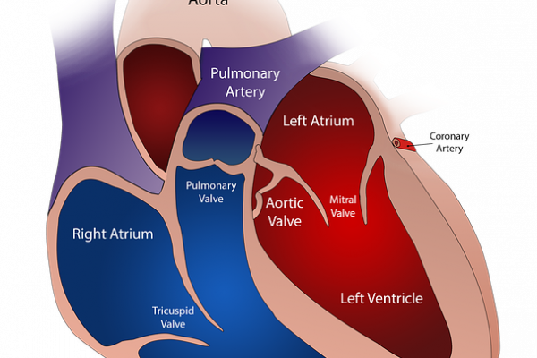 a diagram of heart and valve