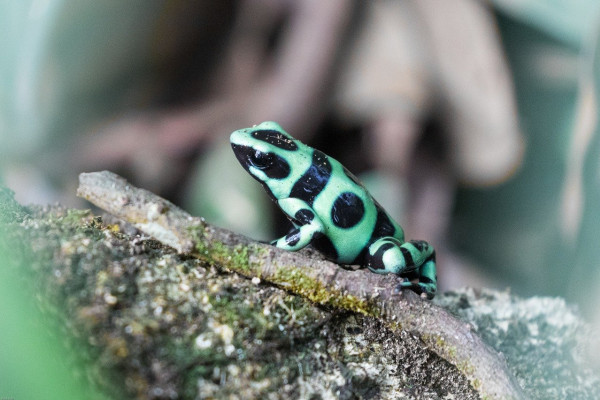 A green poison dart frog.