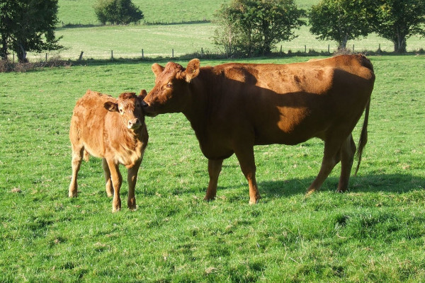 A cow grooms a calf by licking it on the neck.