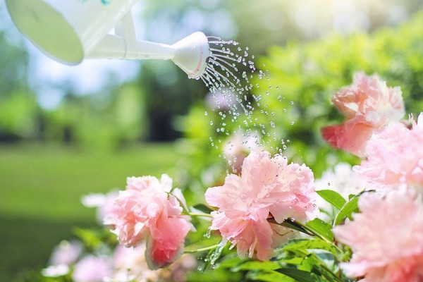 Watering some peonies with a watering can.
