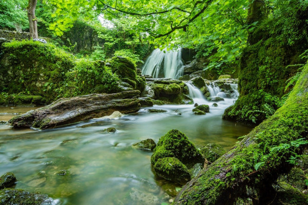 A small river running through a mossy, forested area