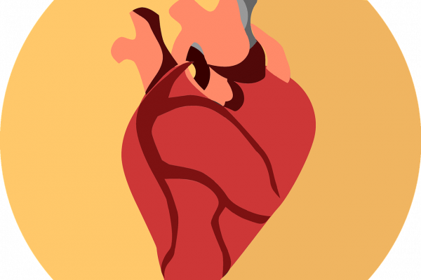 An illustration of a human heart.