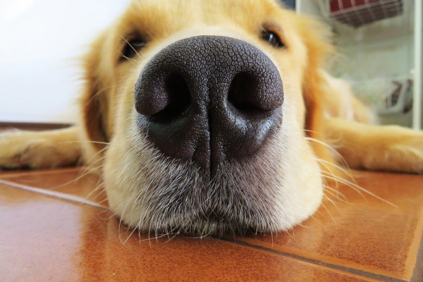 A close up of a dog's nose