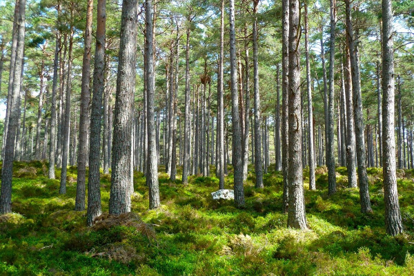 photograph of a forest
