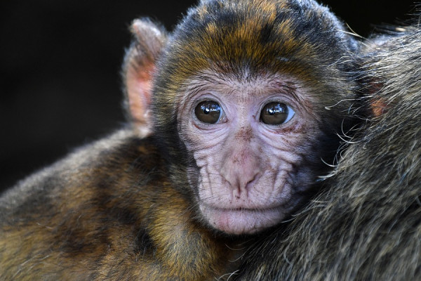 A baby macaque