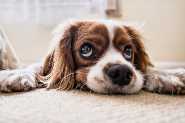 A dog shows off its puppy dog eyes