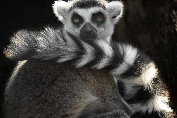 this is a photo of a ring-tailed lemur
