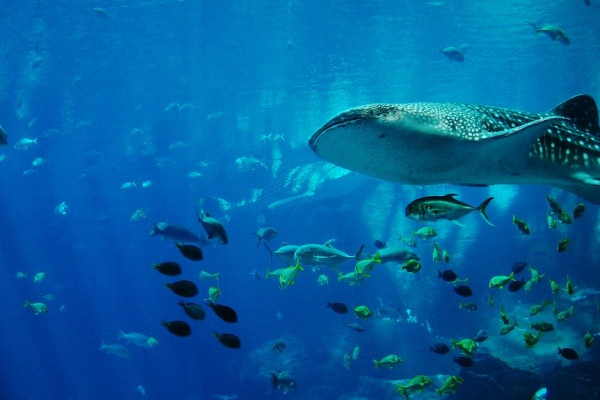 A whale shark swimming amongst fish.