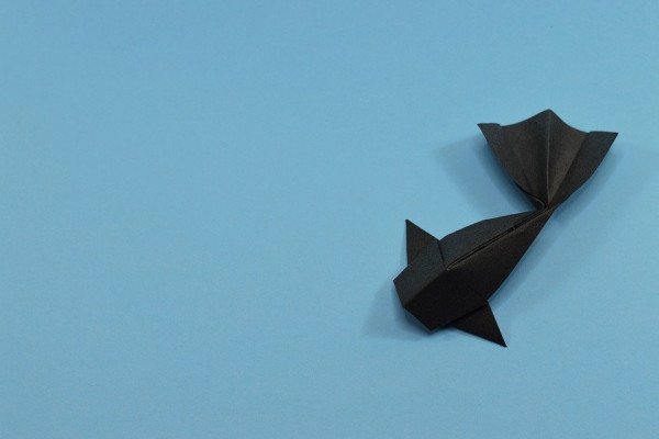 An origami fish sitting on a blue background