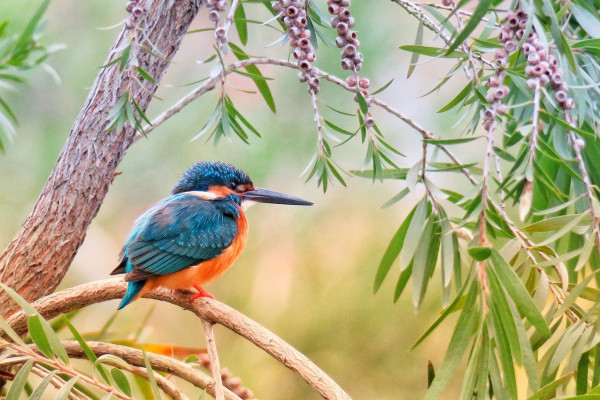 A kingfisher perched on a branch.