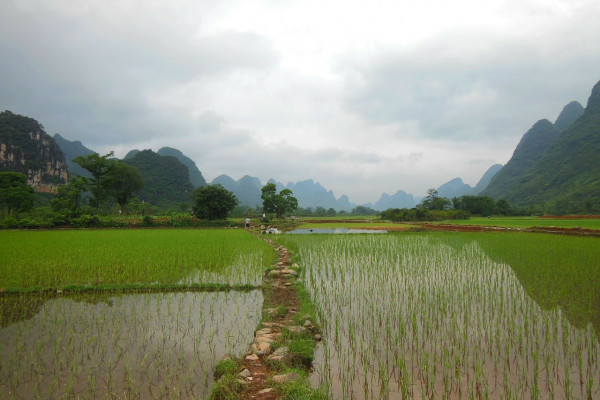 A rice field in Yunnan province, China.