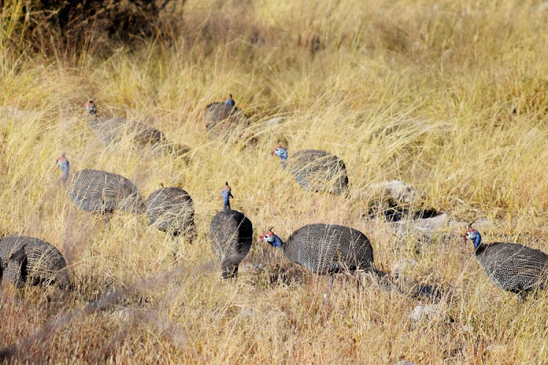 Guineafowls