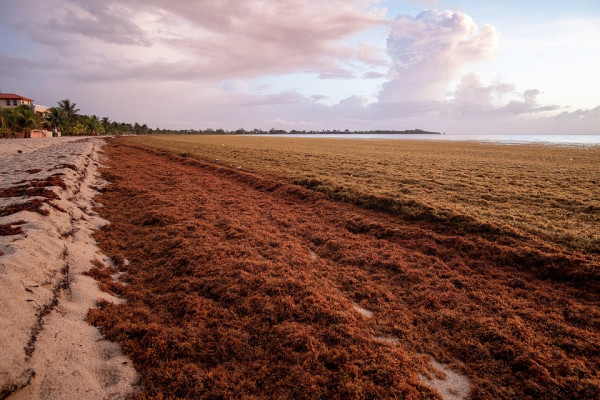 Sargassum seaweed on a beach in Belize.