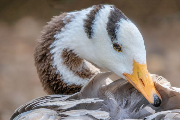 A bar-headed goose