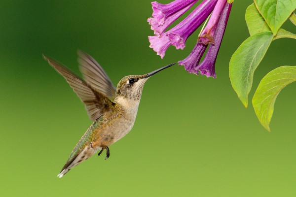 A hummingbird in flight about to feed.