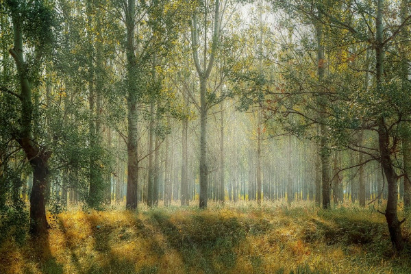 A forest of tall, thin trees lit by sunlight
