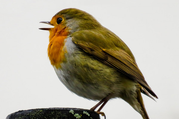 A robin singing