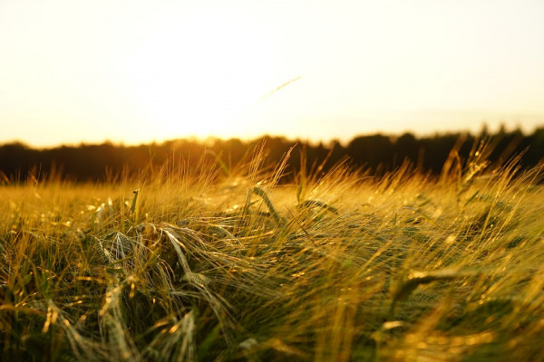 FOOD-CROPS