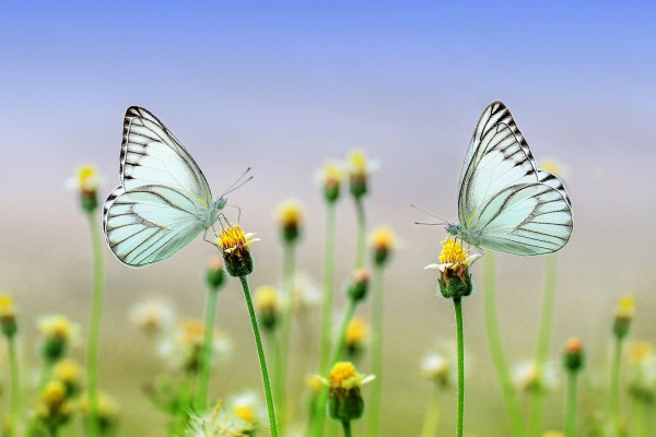 a photo of butterflies