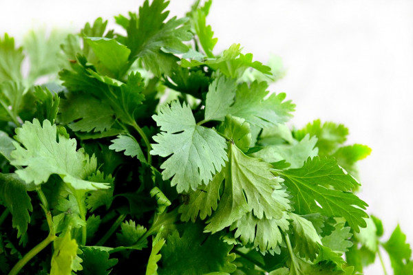 A bunch of cilantro