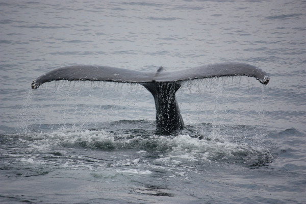A whale's tail showing above the water