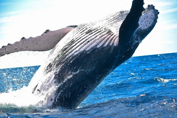 A whale breaching.