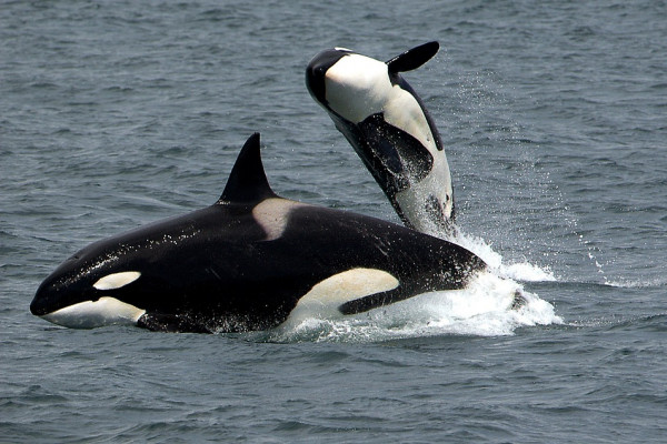 Orcas - Killer Whales - breaching