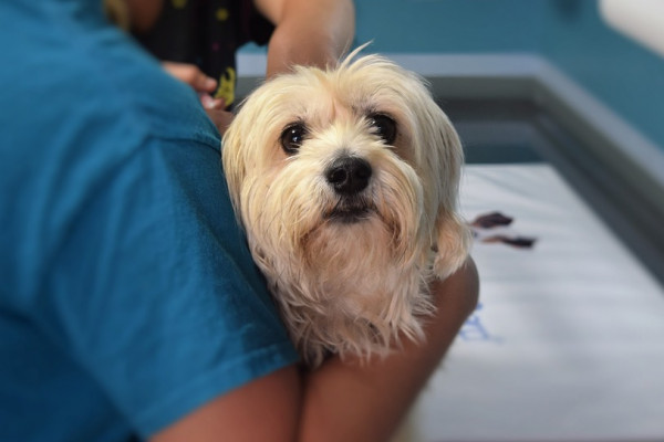 A dog being seen by a vet