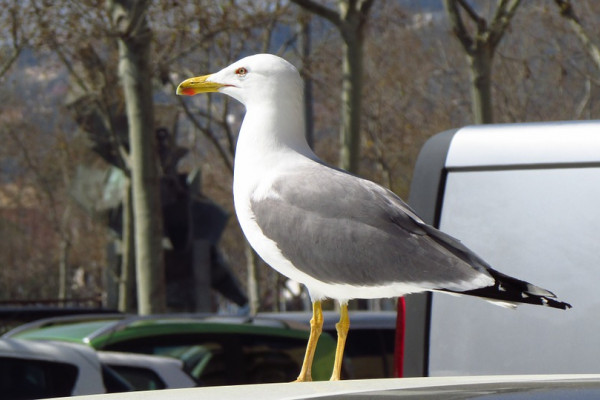 A seagull standing on the back of a car.