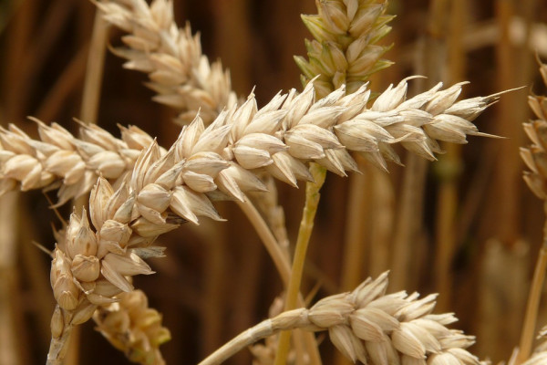 Ears of wheat