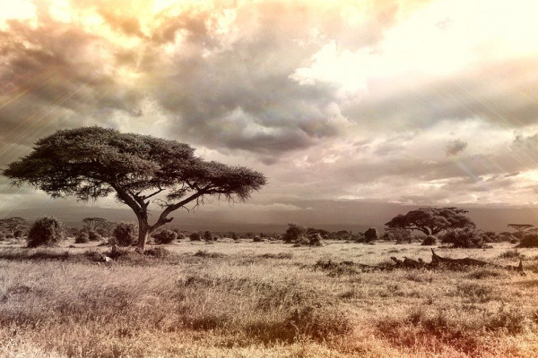 A savannah landscape.