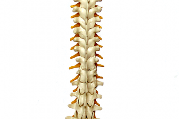 A spine from neck to pelvis