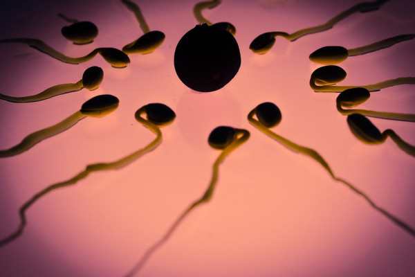 Sperm swimming towards an egg cell.