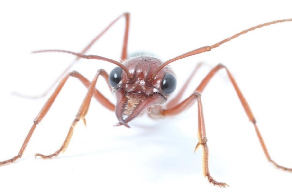 Nocturnal Bull Ant, courtesy of Ajay Narendra