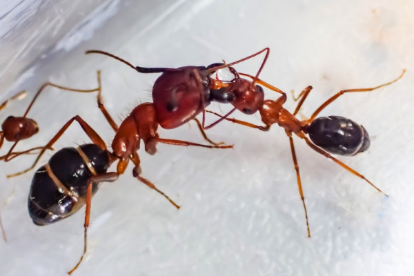 Carpenter ant trophallaxis (social exchange of gut contents)
