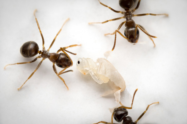 Ants poison diseased brood to halt the spread of infection.