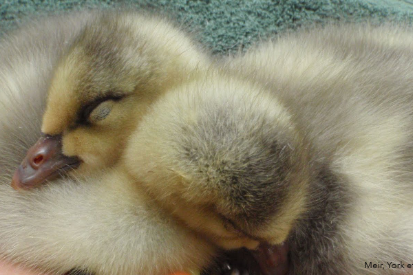 Bar-headed goslings