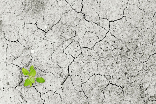 Barren, dry ground with a single plant seedling.