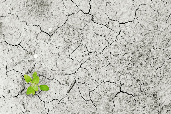 Barren, dry ground with a single plant seedling.