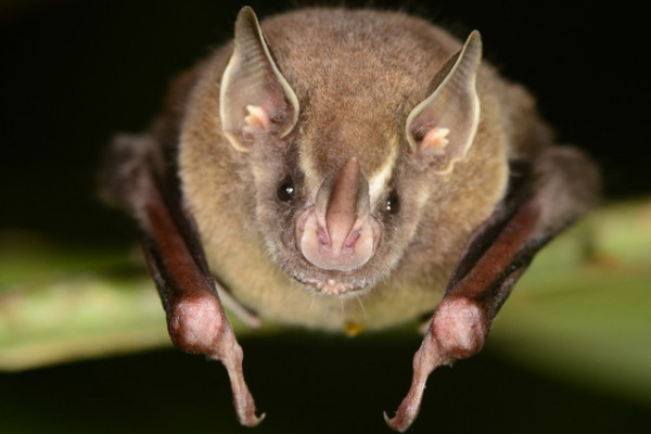 Artibeus watsonii bat
