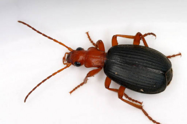 Bombardier Beetle, Brachininae sp., Orange County, North Carolina, United States. Length 13 mm.