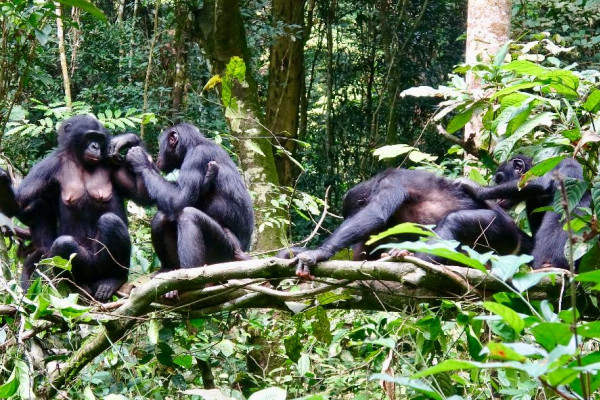 Bonobos