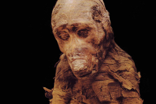 Baboon mummy