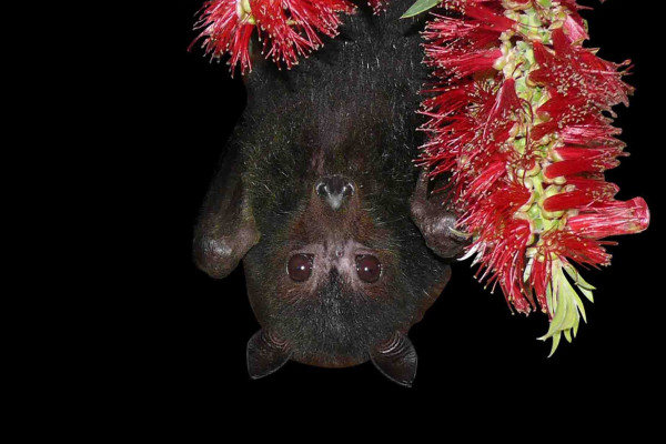 A bat in a tree