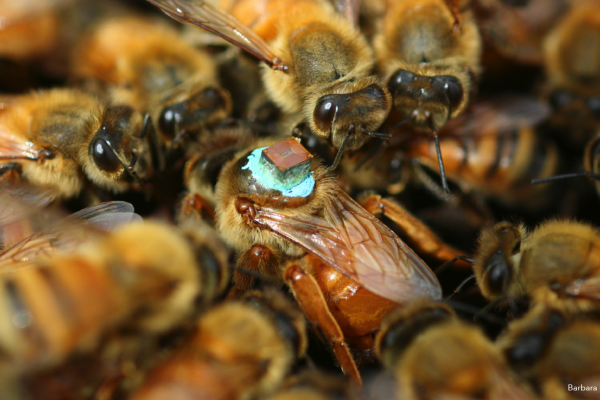 Queen bee fitted with an RFID tracker